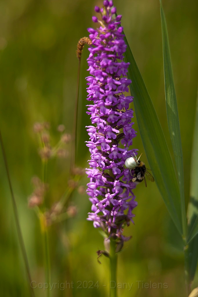 Muggenorchis -  12.07.13 - 01.jpg